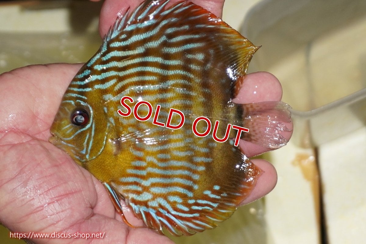 画像3: 【30周年記念セール対象個体】【ワイルドディスカス】【通販】【奇跡の再入荷】カヌマ スーパーロイヤル ヤングスター【個体販売】11-12cm（生体）カヌマ産 (3)