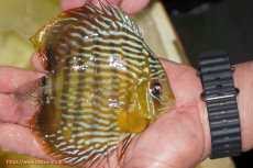 画像4: 【決算セール対象個体】【ワイルドディスカス】【通販】【奇跡の再入荷】カヌマ スーパーロイヤル ヤングスター【個体販売】11-12cm（生体）カヌマ産 (4)