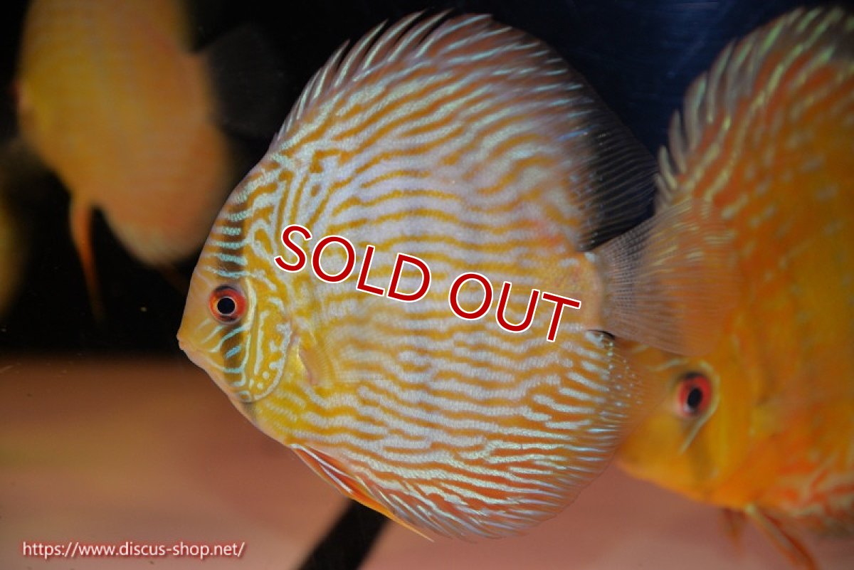 画像1: 【ワイルドディスカス】【通販】【奇跡の再入荷】カヌマ スーパーロイヤル ヤングスター【個体販売】11-12cm（生体）カヌマ産 (1)