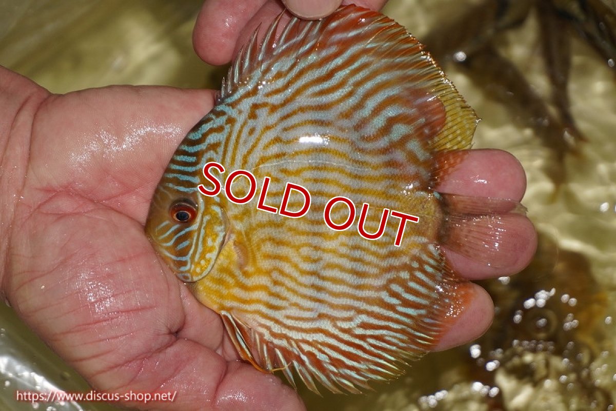 画像2: 【ワイルドディスカス】【通販】【奇跡の再入荷】カヌマ スーパーロイヤル ヤングスター【個体販売】11-12cm（生体）カヌマ産 (2)