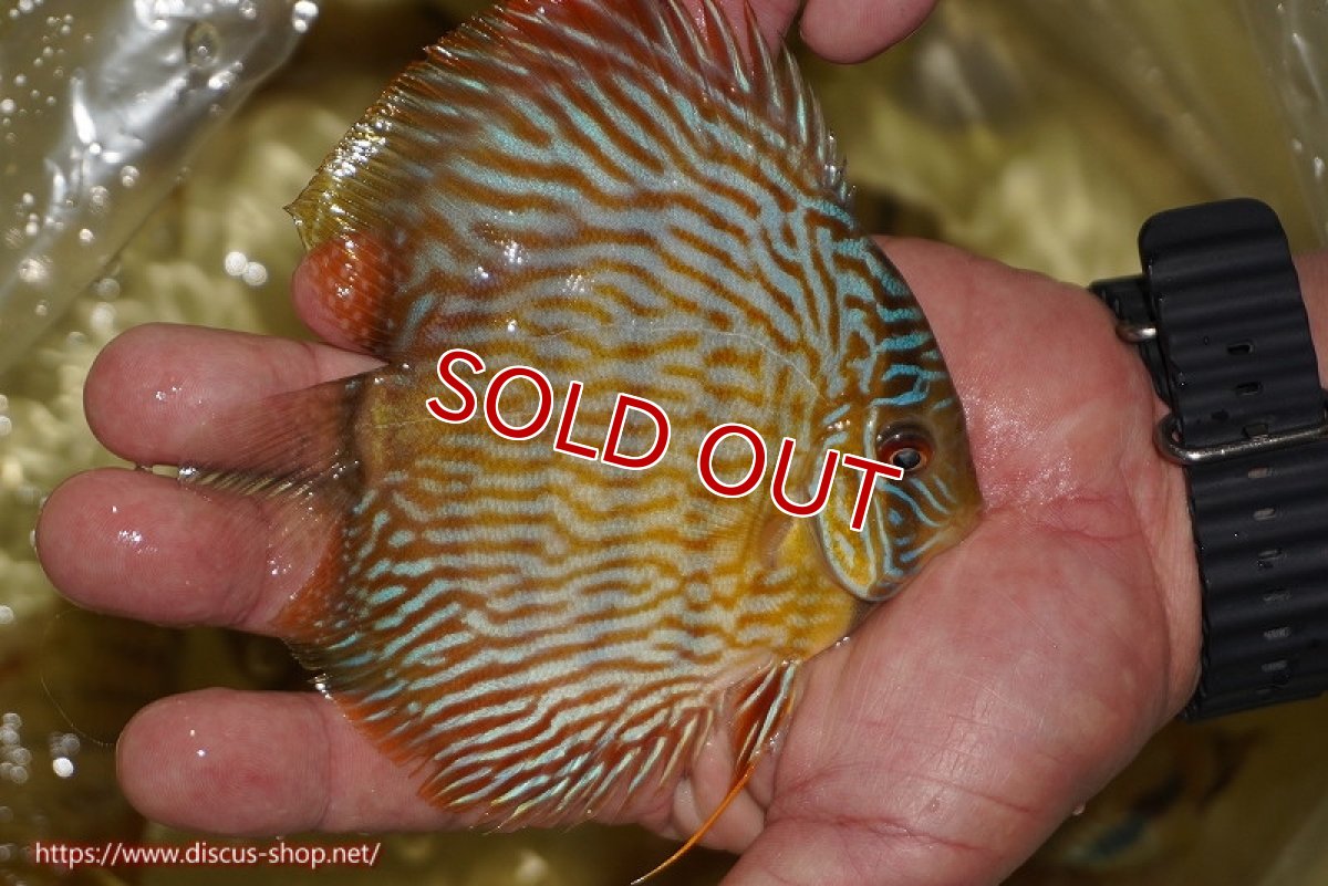 画像3: 【ワイルドディスカス】【通販】【奇跡の再入荷】カヌマ スーパーロイヤル ヤングスター【個体販売】11-12cm（生体）カヌマ産 (3)