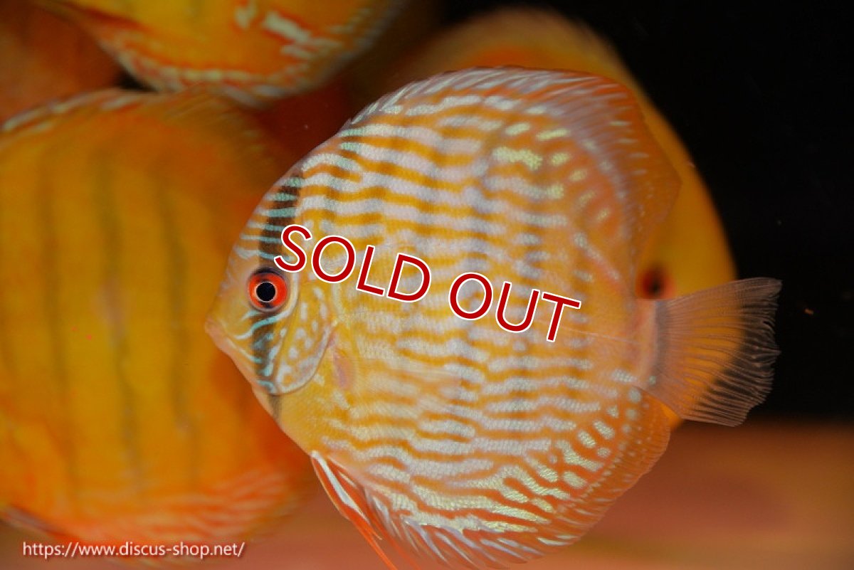 画像1: 【ワイルドディスカス】【通販】【奇跡の再入荷】カヌマ スーパーロイヤル ヤングスター【個体販売】11-12cm（生体）カヌマ産 (1)