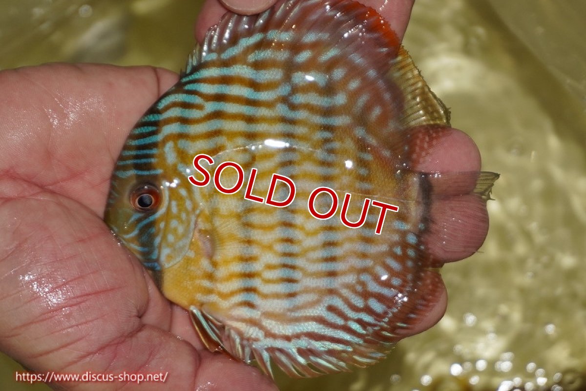 画像2: 【ワイルドディスカス】【通販】【奇跡の再入荷】カヌマ スーパーロイヤル ヤングスター【個体販売】11-12cm（生体）カヌマ産 (2)