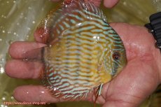 画像2: 【ワイルドディスカス】【通販】【奇跡の再入荷】カヌマ スーパーロイヤル ヤングスター【個体販売】11-12cm（生体）カヌマ産 (2)