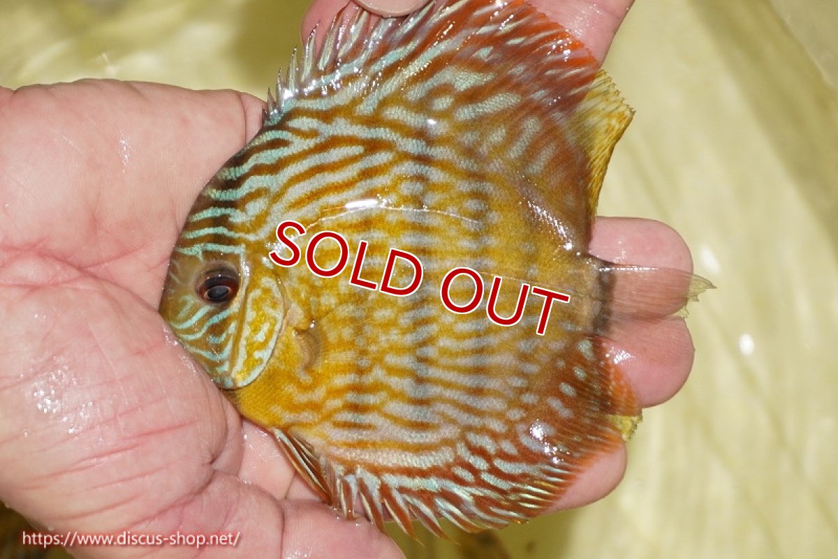 画像1: 【ワイルドディスカス】【通販】【奇跡の再入荷】カヌマ スーパーロイヤル ヤングスター【個体販売】11-12cm（生体）カヌマ産 (1)