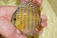 画像1: 【ワイルドディスカス】【通販】【奇跡の再入荷】カヌマ スーパーロイヤル ヤングスター【個体販売】11-12cm（生体）カヌマ産 (1)