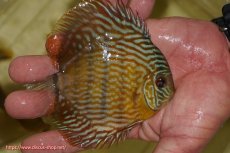 画像2: 【ワイルドディスカス】【通販】【奇跡の再入荷】カヌマ スーパーロイヤル ヤングスター【個体販売】11-12cm（生体）カヌマ産 (2)