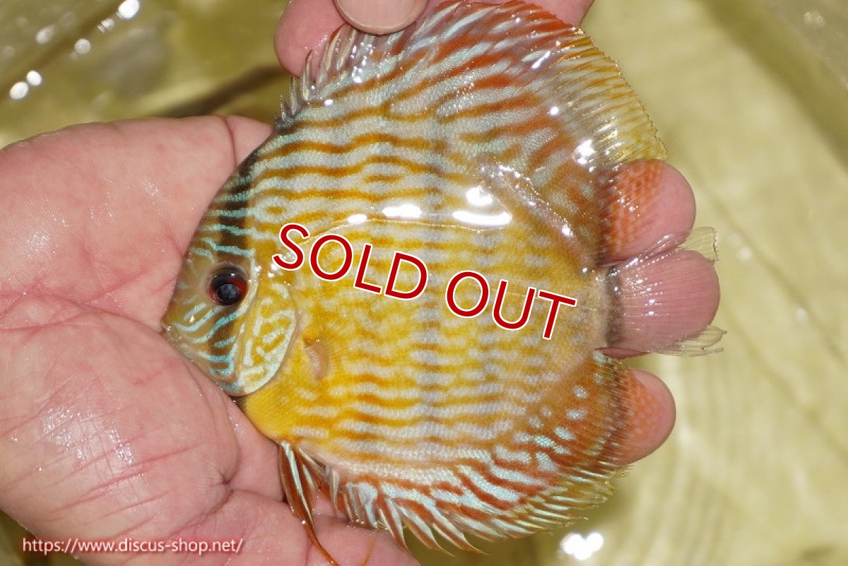画像1: 【ワイルドディスカス】【通販】【奇跡の再入荷】カヌマ スーパーロイヤル ヤングスター【個体販売】11-12cm（生体）カヌマ産 (1)