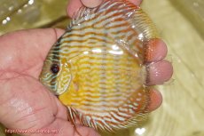 画像1: 【ワイルドディスカス】【通販】【奇跡の再入荷】カヌマ スーパーロイヤル ヤングスター【個体販売】11-12cm（生体）カヌマ産 (1)