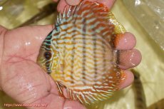 画像1: 【ワイルドディスカス】【通販】【奇跡の再入荷】カヌマ スーパーロイヤル ヤングスター【個体販売】11-12cm（生体）カヌマ産 (1)