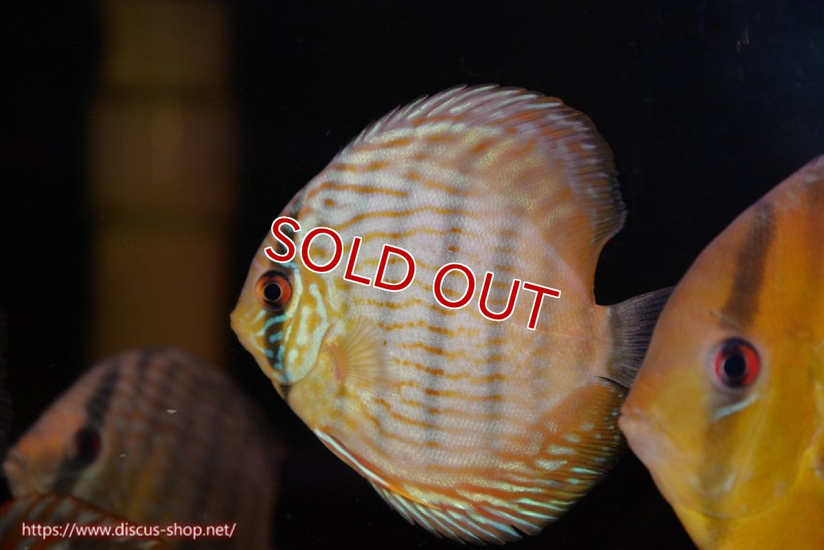 画像1: 【決算セール対象個体】【ワイルドディスカス】【通販】【奇跡の再入荷】カヌマ スーパーロイヤル ヤングスター【個体販売】11-12cm（生体）カヌマ産 (1)