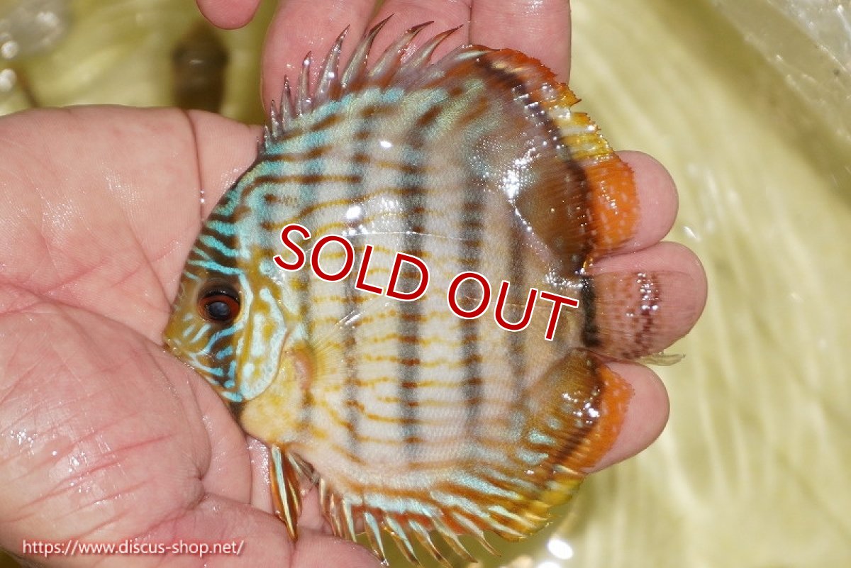 画像2: 【決算セール対象個体】【ワイルドディスカス】【通販】【奇跡の再入荷】カヌマ スーパーロイヤル ヤングスター【個体販売】11-12cm（生体）カヌマ産 (2)
