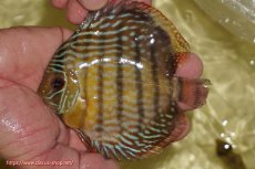 画像1: 【ワイルドディスカス】【通販】【奇跡の再入荷】カヌマ スーパーロイヤル ヤングスター【個体販売】11-12cm（生体）カヌマ産 (1)