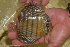 画像3: 【30周年記念セール対象個体】【ワイルドディスカス】【通販】【奇跡の再入荷】カヌマ スーパーロイヤル ヤングスター【個体販売】11-12cm（生体）カヌマ産 (3)