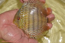 画像1: 【ワイルドディスカス】【通販】【奇跡の再入荷】カヌマ スーパーロイヤル ヤングスター【個体販売】11-12cm（生体）カヌマ産 (1)