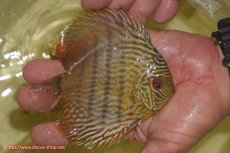 画像4: 【決算セール対象個体】【ワイルドディスカス】【通販】【奇跡の再入荷】カヌマ スーパーロイヤル ヤングスター【個体販売】11-12cm（生体）カヌマ産 (4)