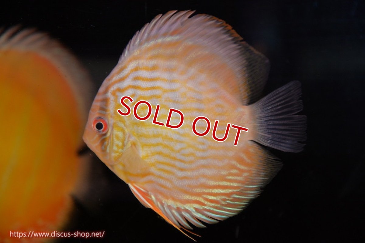 画像1: 【決算セール対象個体】【ワイルドディスカス】【通販】【奇跡の再入荷】カヌマ スーパーロイヤル ヤングスター【個体販売】11-12cm（生体）カヌマ産 (1)