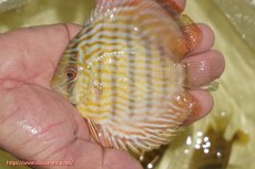 画像1: 【ワイルドディスカス】【通販】【奇跡の再入荷】カヌマ スーパーロイヤル ヤングスター【個体販売】11-12cm（生体）カヌマ産 (1)