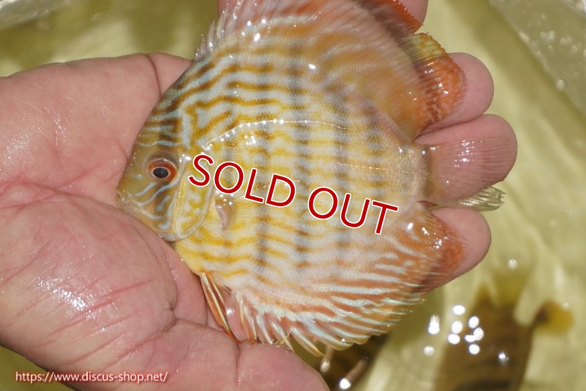 画像2: 【決算セール対象個体】【ワイルドディスカス】【通販】【奇跡の再入荷】カヌマ スーパーロイヤル ヤングスター【個体販売】11-12cm（生体）カヌマ産 (2)