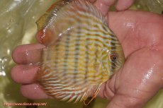 画像2: 【ワイルドディスカス】【通販】【奇跡の再入荷】カヌマ スーパーロイヤル ヤングスター【個体販売】11-12cm（生体）カヌマ産 (2)