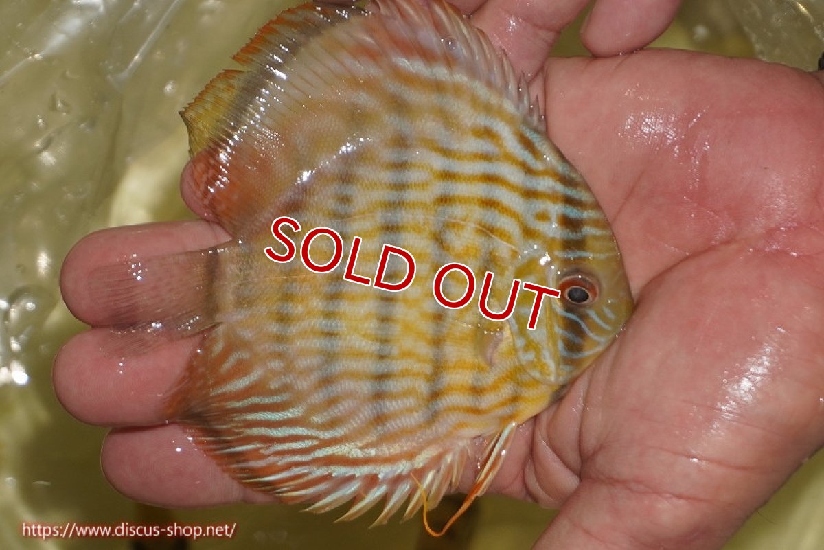 画像3: 【決算セール対象個体】【ワイルドディスカス】【通販】【奇跡の再入荷】カヌマ スーパーロイヤル ヤングスター【個体販売】11-12cm（生体）カヌマ産 (3)