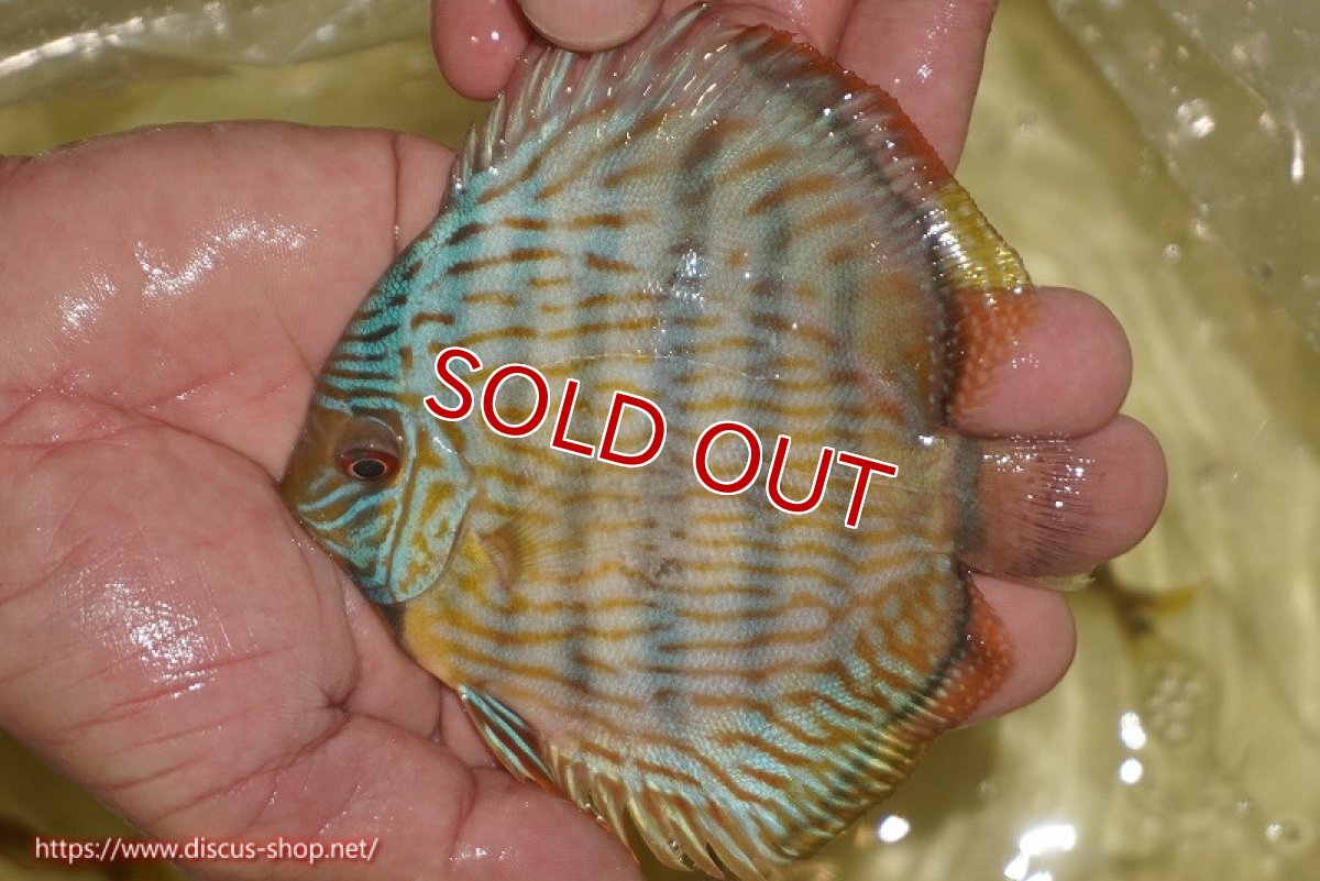 画像1: 【ワイルドディスカス】【通販】【奇跡の再入荷】カヌマ スーパーロイヤル ヤングスター【個体販売】11-12cm（生体）カヌマ産 (1)