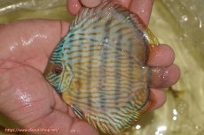 画像1: 【ワイルドディスカス】【通販】【奇跡の再入荷】カヌマ スーパーロイヤル ヤングスター【個体販売】11-12cm（生体）カヌマ産 (1)