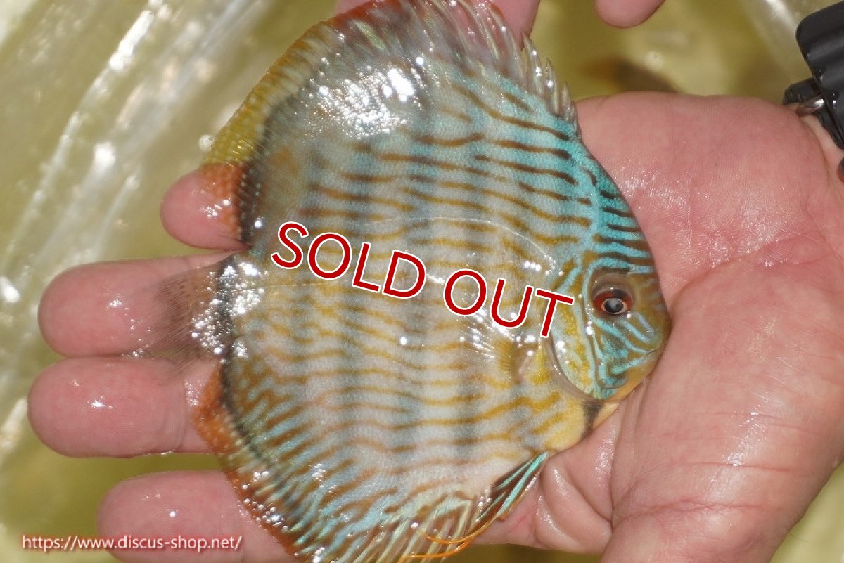 画像4: 【ワイルドディスカス】【通販】【奇跡の再入荷】カヌマ スーパーロイヤル ヤングスター【個体販売】11-12cm（生体）カヌマ産 (4)