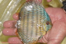 画像4: 【ワイルドディスカス】【通販】【奇跡の再入荷】カヌマ スーパーロイヤル ヤングスター【個体販売】11-12cm（生体）カヌマ産 (4)