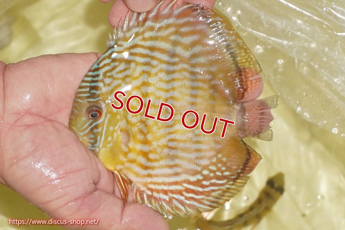 画像1: 【ワイルドディスカス】【通販】【奇跡の再入荷】カヌマ スーパーロイヤル ヤングスター【個体販売】11-12cm（生体）カヌマ産 (1)