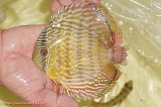 画像1: 【ワイルドディスカス】【通販】【奇跡の再入荷】カヌマ スーパーロイヤル ヤングスター【個体販売】11-12cm（生体）カヌマ産 (1)