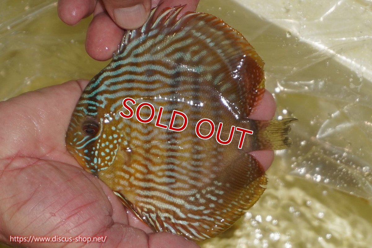 画像1: 【ワイルドディスカス】【通販】【奇跡の再入荷】カヌマロイヤルセンターバー【個体販売】11-12cm（生体）カヌマ産 (1)