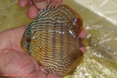 画像1: 【ワイルドディスカス】【通販】【奇跡の再入荷】カヌマロイヤルセンターバー【個体販売】11-12cm（生体）カヌマ産 (1)