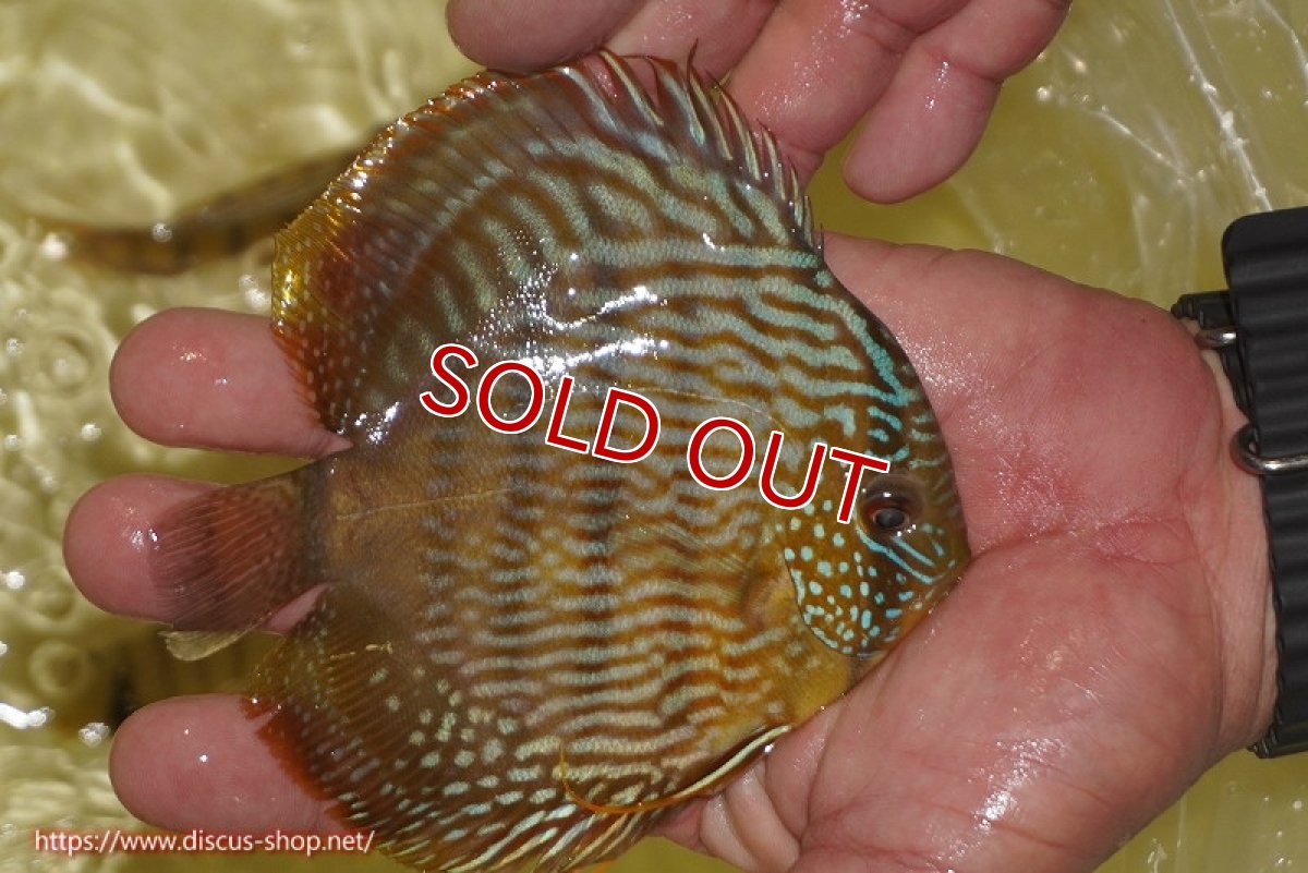 画像2: 【ワイルドディスカス】【通販】【奇跡の再入荷】カヌマロイヤルセンターバー【個体販売】11-12cm（生体）カヌマ産 (2)