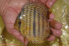 画像1: 【ワイルドディスカス】【通販】【奇跡の再入荷】カヌマロイヤルセンターバー【個体販売】11-12cm（生体）カヌマ産 (1)