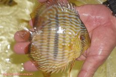 画像2: 【ワイルドディスカス】【通販】【奇跡の再入荷】カヌマロイヤルセンターバー【個体販売】11-12cm（生体）カヌマ産 (2)