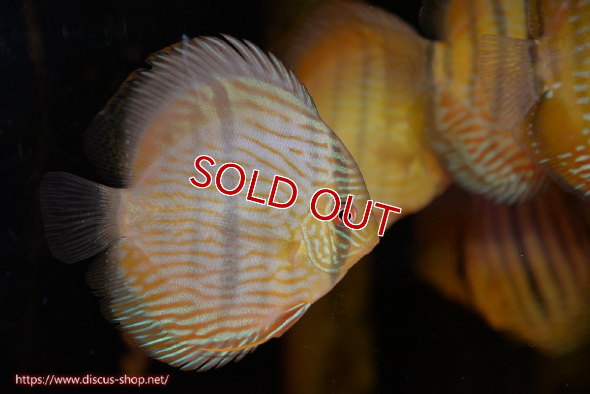 画像1: 【ワイルドディスカス】【通販】【奇跡の再入荷】カヌマロイヤルセンターバー【個体販売】11-12cm（生体）カヌマ産 (1)