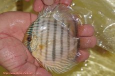 画像1: 【ワイルドディスカス】【通販】【奇跡の再入荷】カヌマロイヤルセンターバー【個体販売】11-12cm（生体）カヌマ産 (1)