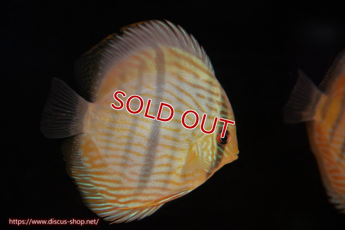 画像2: 【ワイルドディスカス】【通販】【奇跡の再入荷】カヌマロイヤルセンターバー【個体販売】11-12cm（生体）カヌマ産 (2)