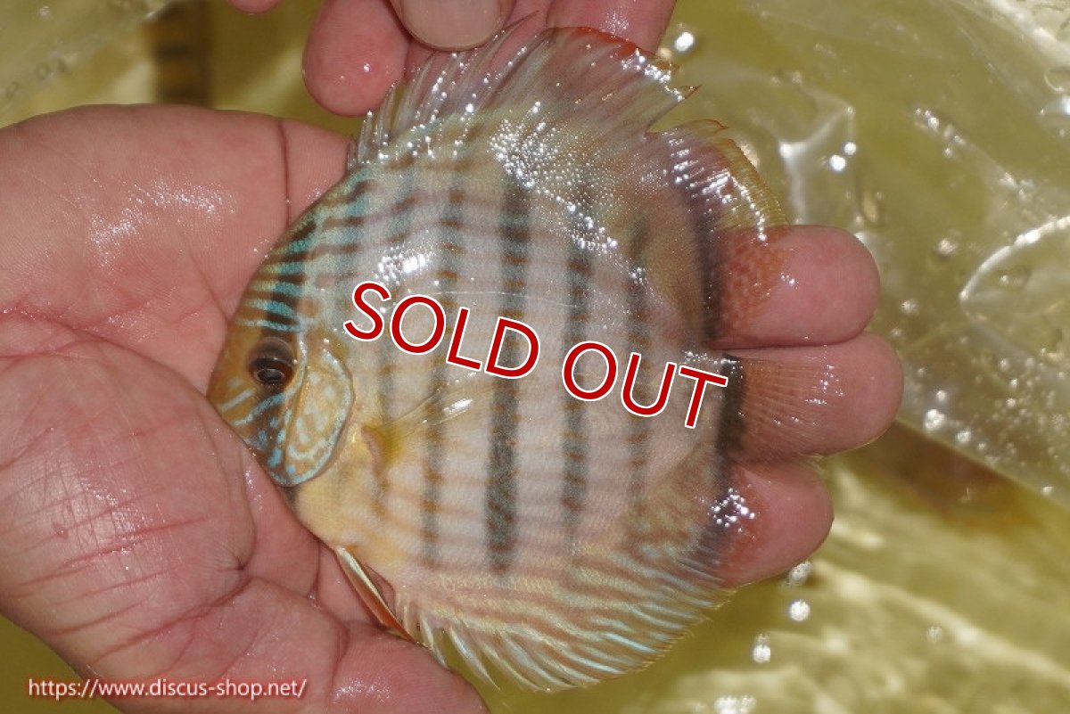 画像3: 【ワイルドディスカス】【通販】【奇跡の再入荷】カヌマロイヤルセンターバー【個体販売】11-12cm（生体）カヌマ産 (3)