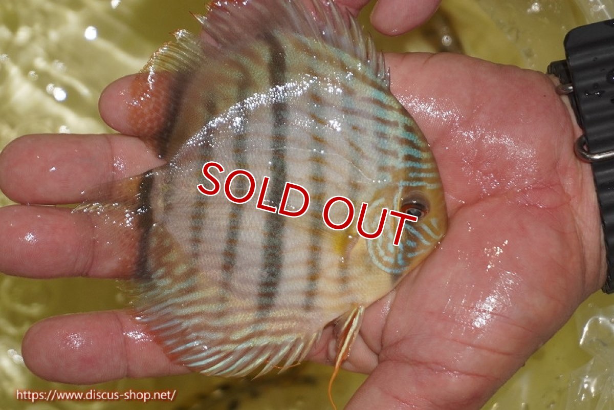 画像4: 【ワイルドディスカス】【通販】【奇跡の再入荷】カヌマロイヤルセンターバー【個体販売】11-12cm（生体）カヌマ産 (4)