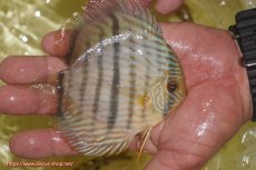 画像4: 【ワイルドディスカス】【通販】【奇跡の再入荷】カヌマロイヤルセンターバー【個体販売】11-12cm（生体）カヌマ産 (4)