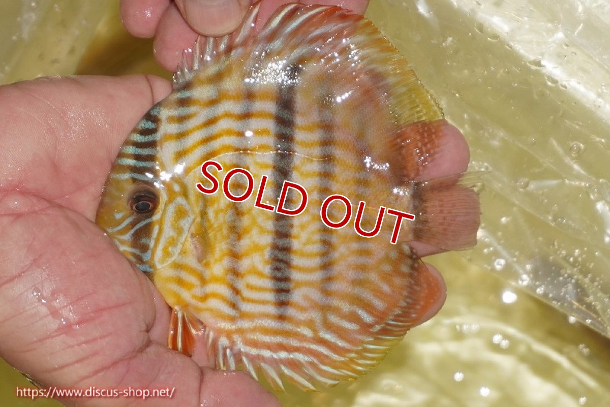 画像1: 【ワイルドディスカス】【通販】【奇跡の再入荷】カヌマロイヤルセンターバー【個体販売】11-12cm（生体）カヌマ産 (1)
