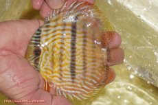 画像1: 【ワイルドディスカス】【通販】【奇跡の再入荷】カヌマロイヤルセンターバー【個体販売】11-12cm（生体）カヌマ産 (1)