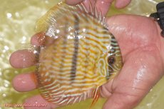 画像2: 【ワイルドディスカス】【通販】【奇跡の再入荷】カヌマロイヤルセンターバー【個体販売】11-12cm（生体）カヌマ産 (2)