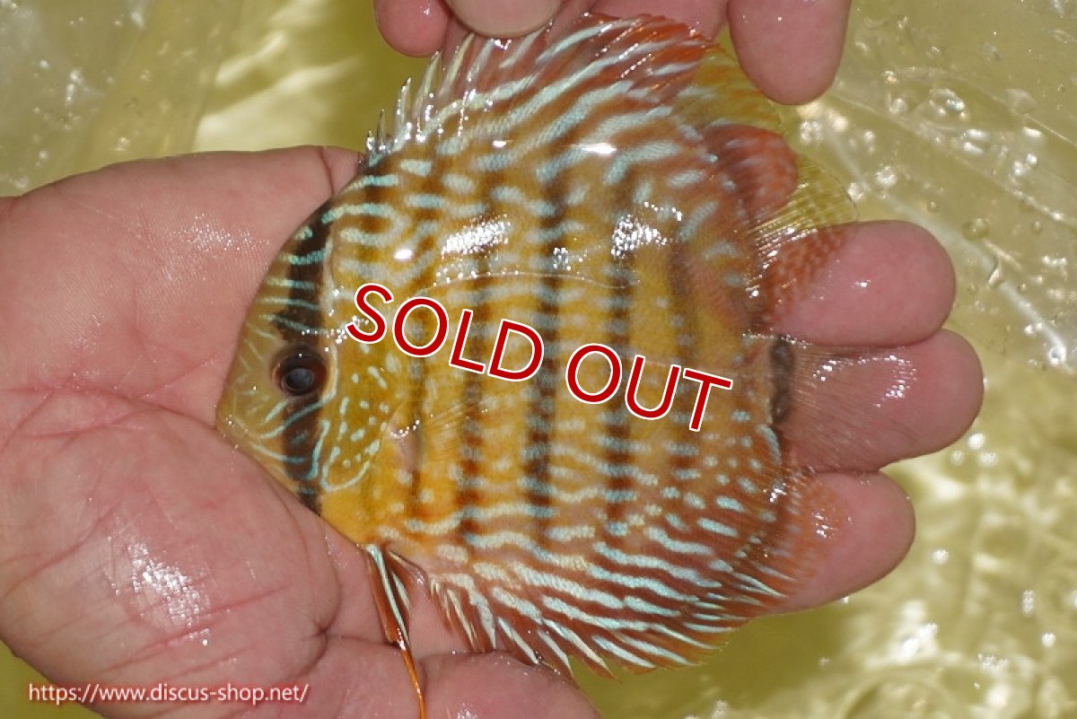 画像1: 【ワイルドディスカス】【通販】【奇跡の再入荷】カヌマロイヤルセンターバー【個体販売】11-12cm（生体）カヌマ産 (1)