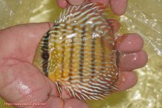 画像1: 【ワイルドディスカス】【通販】【奇跡の再入荷】カヌマロイヤルセンターバー【個体販売】11-12cm（生体）カヌマ産 (1)