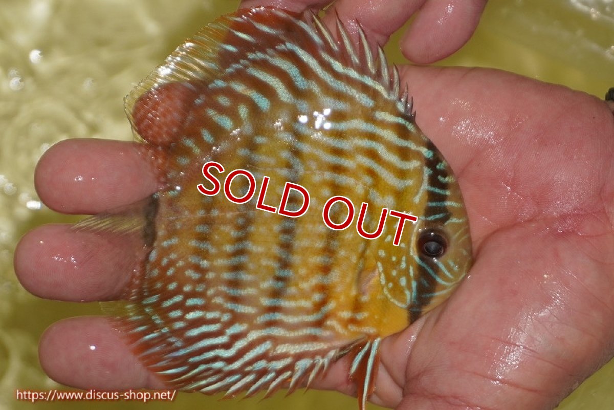 画像2: 【ワイルドディスカス】【通販】【奇跡の再入荷】カヌマロイヤルセンターバー【個体販売】11-12cm（生体）カヌマ産 (2)