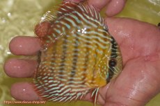 画像2: 【ワイルドディスカス】【通販】【奇跡の再入荷】カヌマロイヤルセンターバー【個体販売】11-12cm（生体）カヌマ産 (2)