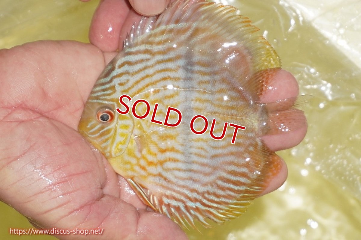 画像1: 【ワイルドディスカス】【通販】【奇跡の再入荷】カヌマロイヤルセンターバー【個体販売】11-12cm（生体）カヌマ産 (1)